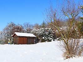 冬天,雪,寒冬
