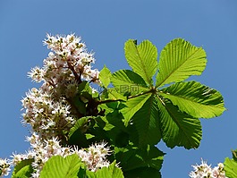 普通 rosskastanie,板栗,鮮花