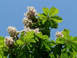 普通 rosskastanie,板栗,鮮花