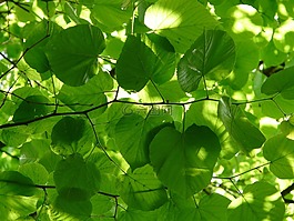 林德,lipovina,葉面肥