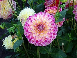 嬌琴紗,花,粉紅色