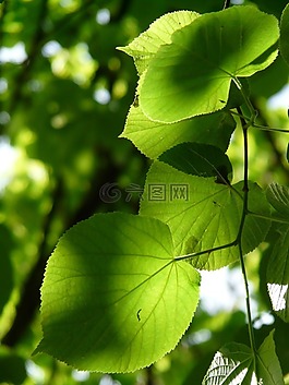 林德,lipovina,葉面肥