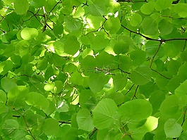林德,lipovina,葉面肥