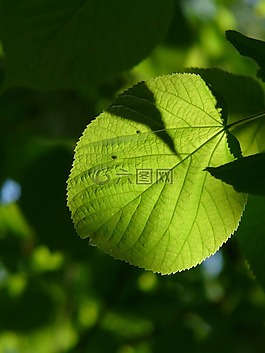 林德,lipovina,葉面肥