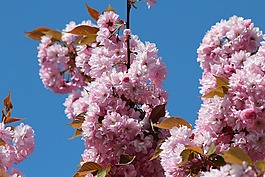 日本樱花盛开,梅花石楠,观赏樱花