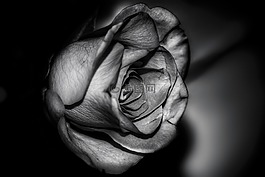 玫瑰,花,性質(zhì)