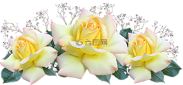 和平玫瑰,安排,花的