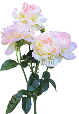 和平玫瑰,干,花