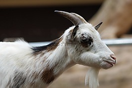 山羊,動(dòng)物,角