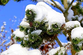 雪,科,冬天