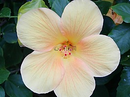 芙蓉,开花,黄色