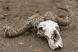 頭骨,羚羊,死亡
