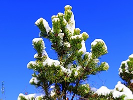 雪,科,冬天