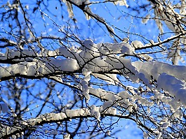 雪,科,冬天