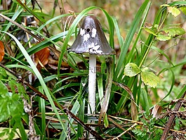 蘑菇,草,雨