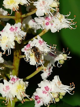 花序,蜜蜂,树