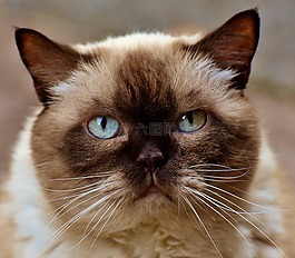 英国短毛猫,猫,可爱