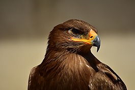 鷹,鳥,捕食者