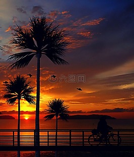 日落,棕櫚樹,海灘