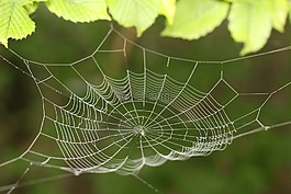 蜘蛛網(wǎng),網(wǎng)絡(luò),露水