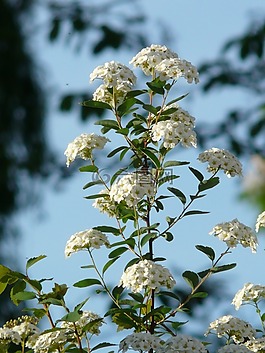 荣耀 spierstrauch,鲜花,白