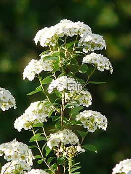 荣耀 spierstrauch,鲜花,白