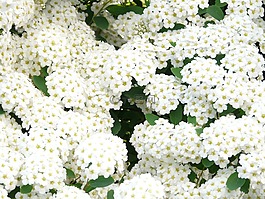 荣耀 spierstrauch,鲜花,白