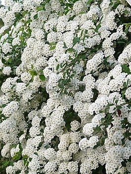 荣耀 spierstrauch,鲜花,白