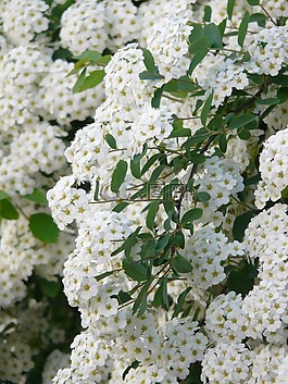 荣耀 spierstrauch,鲜花,白