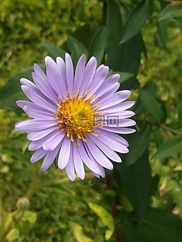 阿斯特,野花,黃色