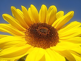 太陽花,黃色,夏季