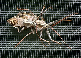 車輪的 bug,刺客的 bug,捕食者
