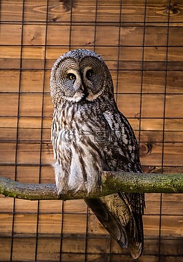 野生動物,動物,鳥