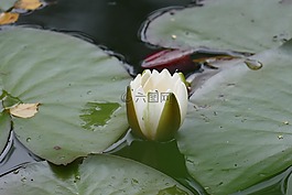 關(guān)閉,睡蓮,開花