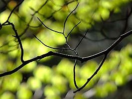 分支機(jī)構(gòu),自然,春