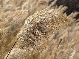 草,自然,夏天