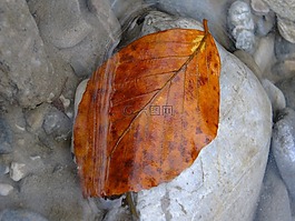 葉,水,自然