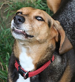 狗,猎犬,咆哮