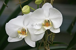 蘭花,白,鮮花