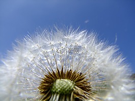 蒲公英,花,夏天