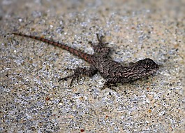 东部的栅栏蜥蜴,sceloporus undalatus,尺度