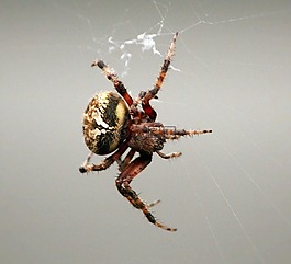 梳爪蜘蛛,蜘蛛,web 织造