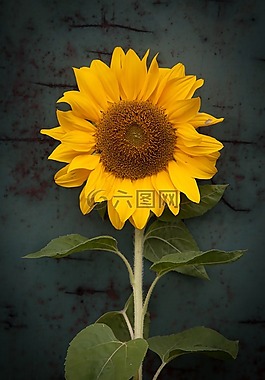 太陽花,黃色,花
