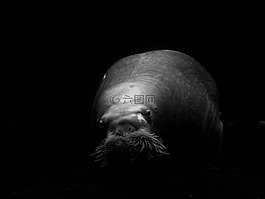 海獅,動物,爬行