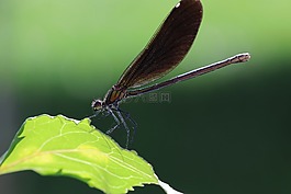 蜻蜓,葉子,昆蟲