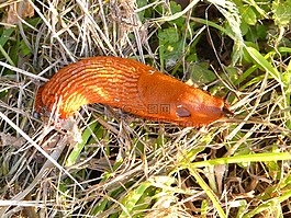 蝸牛,紅色 wegschnecke,阿里翁魯弗斯