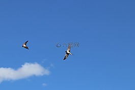 麻雀,鳥類,天空