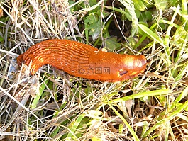 蝸牛,紅色 wegschnecke,阿里翁魯弗斯