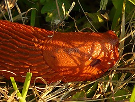 蝸牛,紅色 wegschnecke,阿里翁魯弗斯