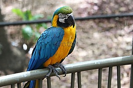 鳥,動(dòng)物園,野生動(dòng)物
